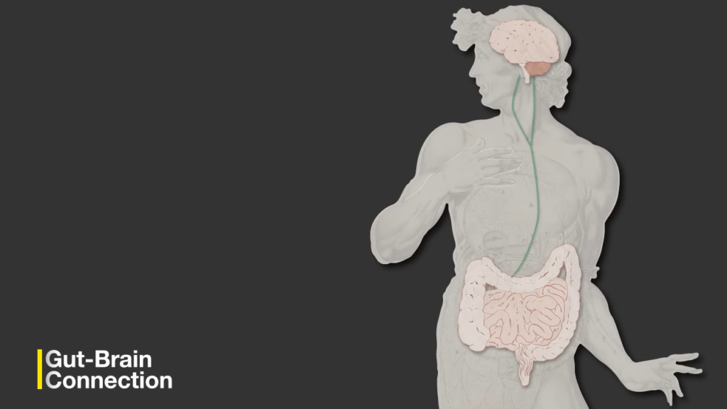 The Gut-Brain Connection